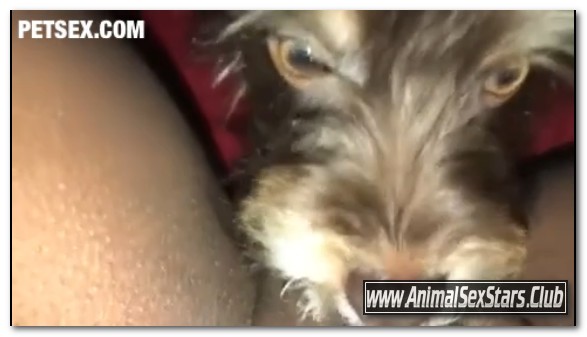 Amateur ZooSex - Puppy Enjoys Eating Virgin Pussy